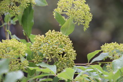 Heteromorpha arborescens