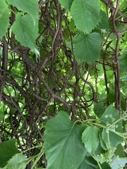 Hydrangea hydrangeoides