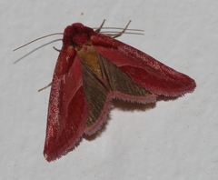 Acontia accola