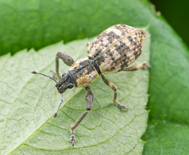 Simuchang Insect Sympiezomias guangxiensis from 中国广西壮族自治区崇左市龙州县 on April 30, 2024 at 10: ...