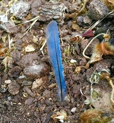 Cyanistes caeruleus calamensis