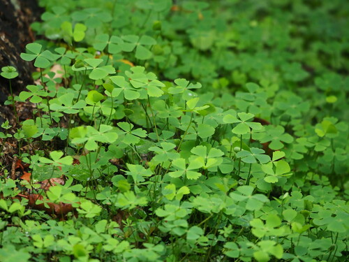 Image of Marsilea minuta by no rights reserved