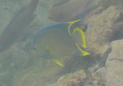 Holacanthus bermudensis
