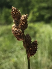 Carex alata