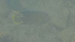 Holacanthus bermudensis
