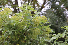 Heteromorpha arborescens