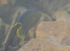 Holacanthus bermudensis