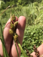 Carex alata