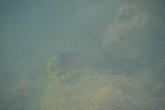 Holacanthus bermudensis