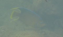 Holacanthus bermudensis