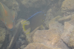 Holacanthus bermudensis