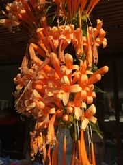 Pyrostegia