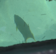 Holacanthus bermudensis