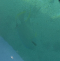 Holacanthus bermudensis