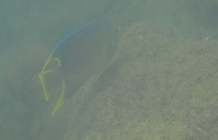 Holacanthus bermudensis