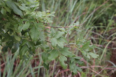 Heteromorpha arborescens