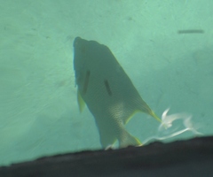 Holacanthus bermudensis