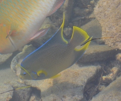 Holacanthus bermudensis