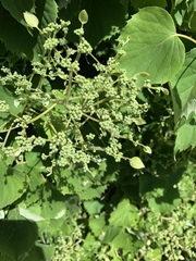 Hydrangea hydrangeoides