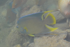 Holacanthus bermudensis