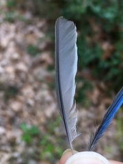 Parus major aphrodite