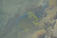 Holacanthus bermudensis