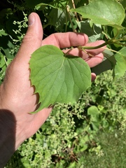 Hydrangea hydrangeoides