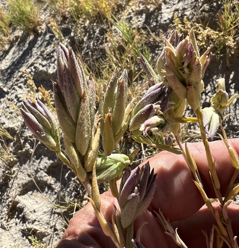 Image of Chloropyron maritimum by (c) Steve Matson, some rights reserved (CC BY)
