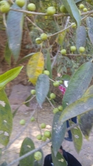 Ficus pertusa