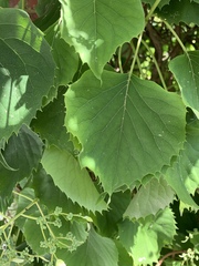 Hydrangea hydrangeoides