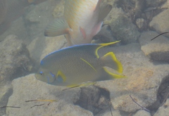 Holacanthus bermudensis