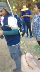 Ficus pertusa