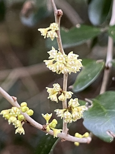 Emmenosperma pancherianum observed 2024-08-17