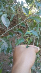 Ficus pertusa