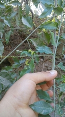Ficus pertusa