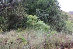 Heteromorpha arborescens