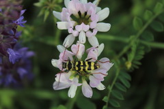 Plagionotus floralis