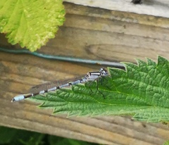 Enallagma cyathigerum