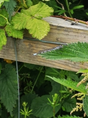 Enallagma cyathigerum