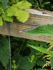 Enallagma cyathigerum