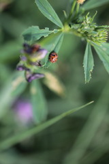 Subcoccinella vigintiquatuorpunctata