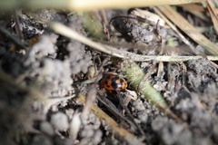 Subcoccinella vigintiquatuorpunctata