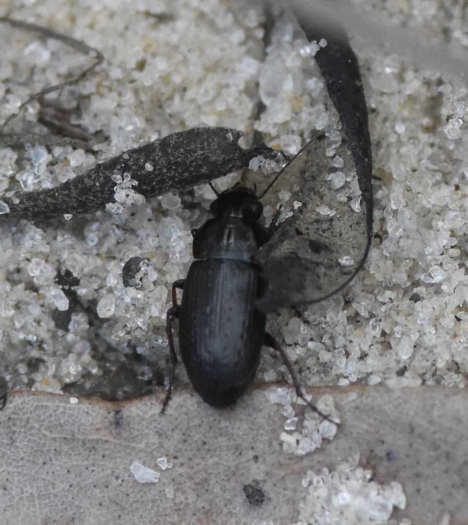Selenophorus fossulatus