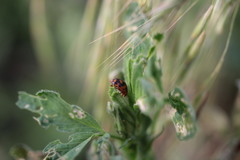 Subcoccinella vigintiquatuorpunctata