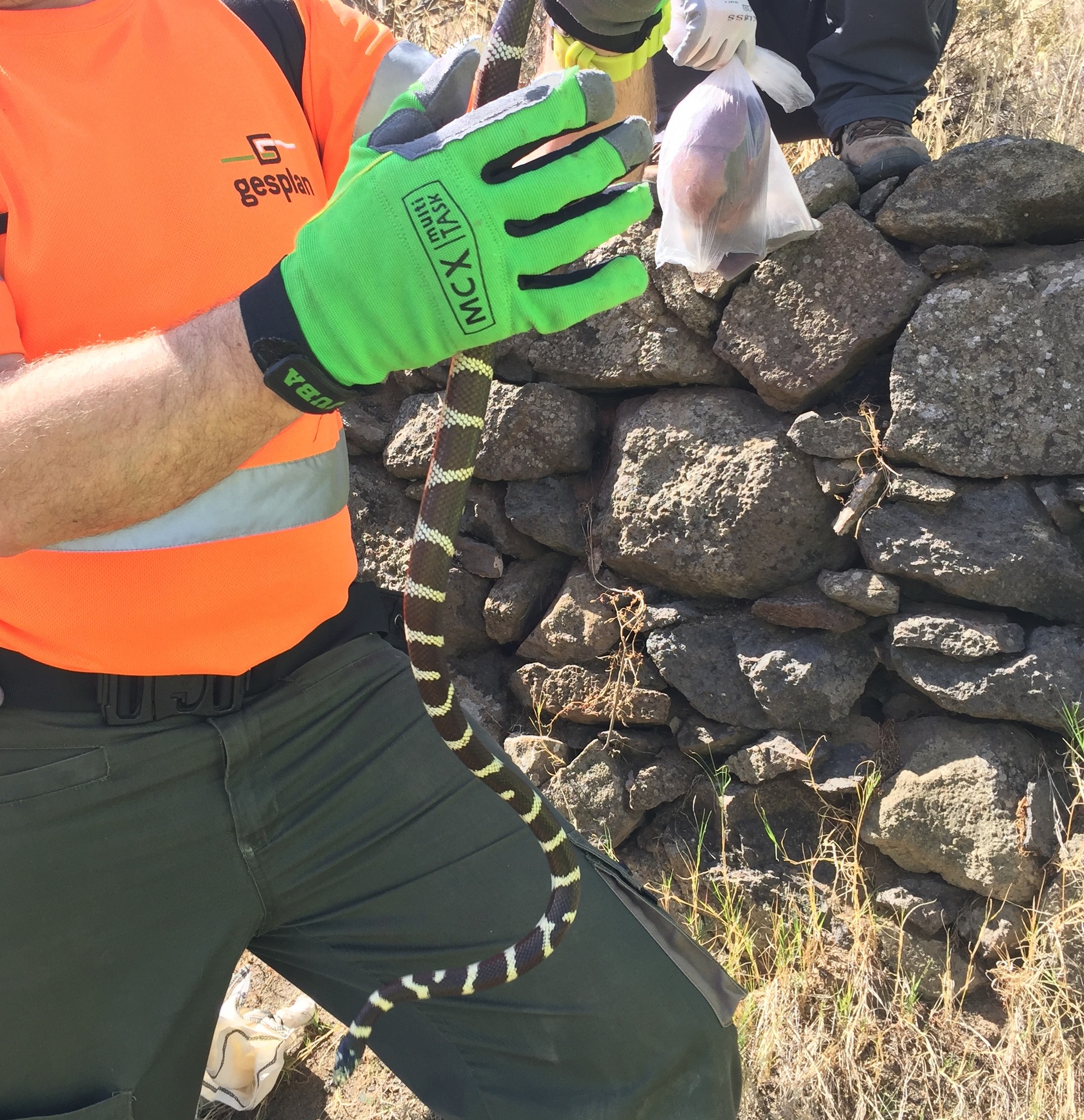 Serpiente real de California
