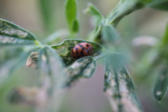 Subcoccinella vigintiquatuorpunctata