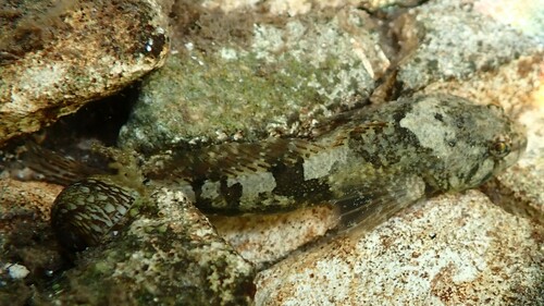 Chabot Bullhead, photo 10 of 10