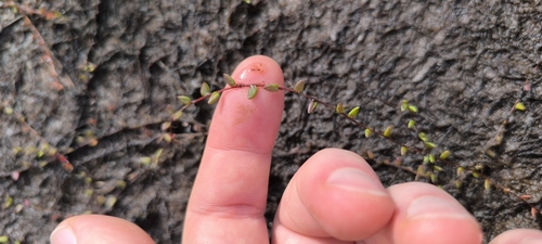 Image of Vaccinium microcarpum by (c) Yurii Basov, some rights reserved (CC BY)