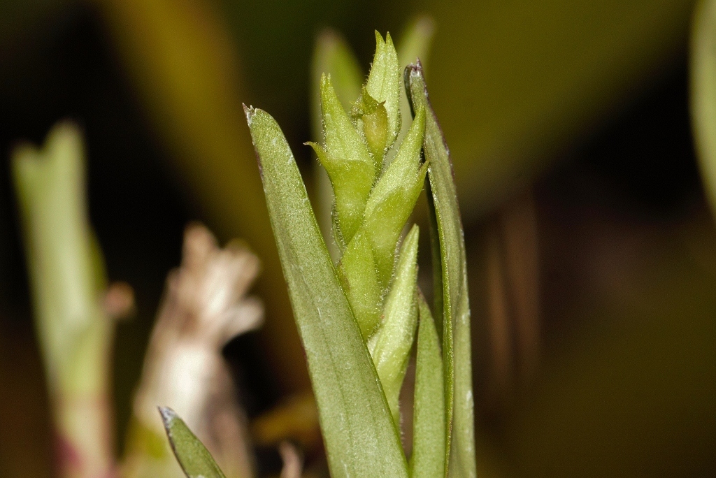 Polystachya zambesiaca