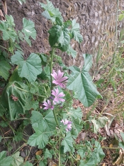 Malva sylvestris